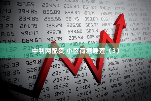中利网配资 小区荷塘睡莲（3）